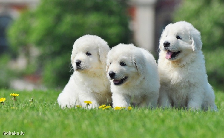 Среднерусская Восточная овчарка