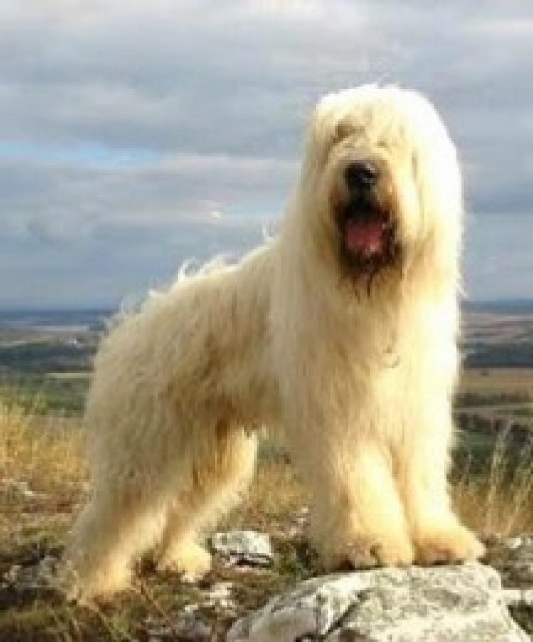 Белая овчарка и лабрадор