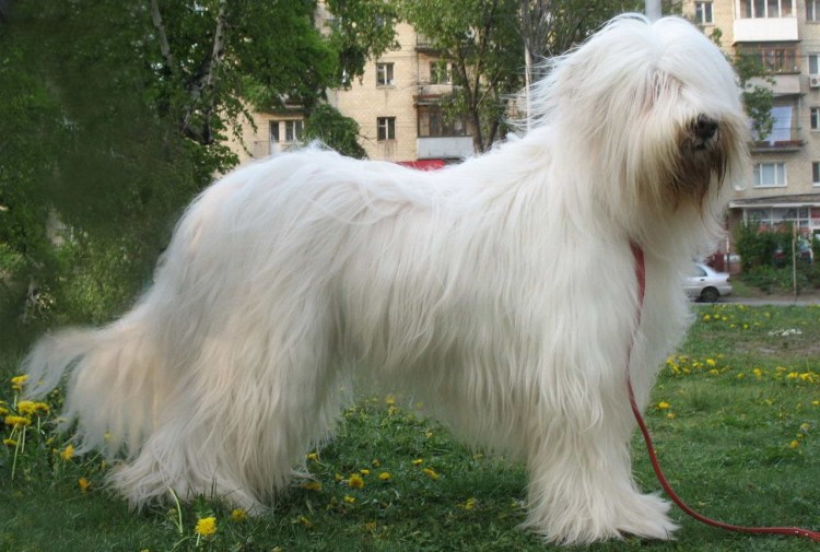 Бобтейл собака Южнорусская овчарка