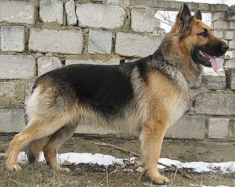 Южнорусская овчарка