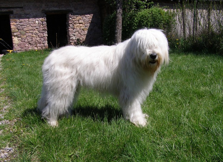 Южнорусская овчарка