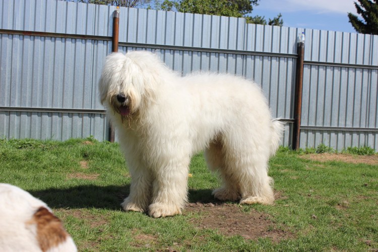 Маремоабруцкая овчарка