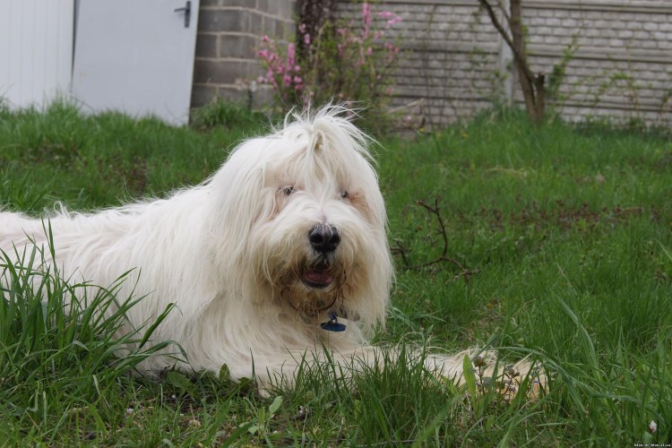 Южнорусская овчарка черная