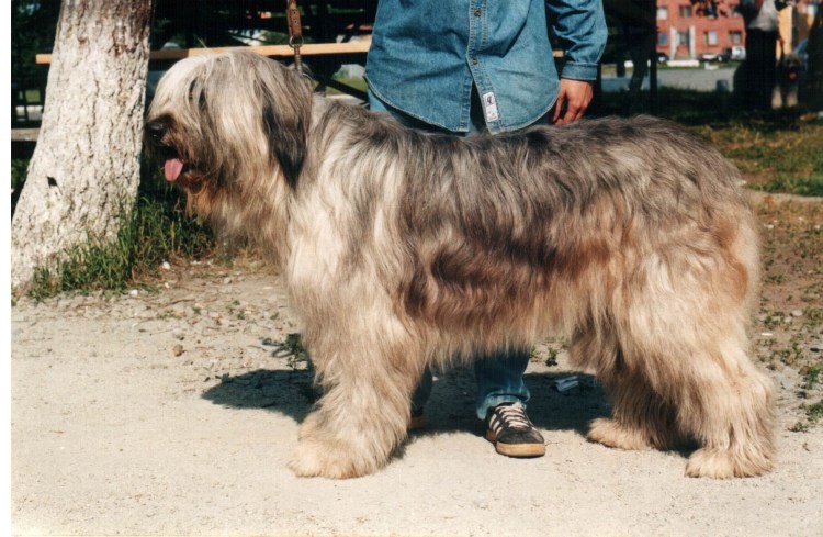 Южнорусская овчарка черная