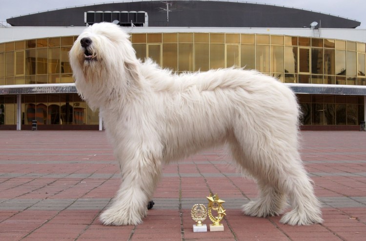 Порода Южнорусская овчарка