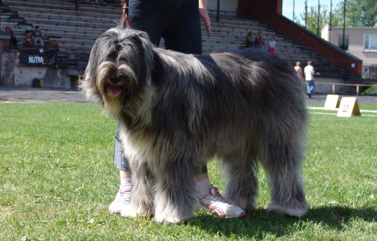 Собаки породы Южнорусская овчарка