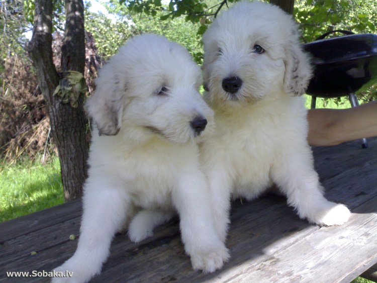 Голландская овчарка длинношерстная