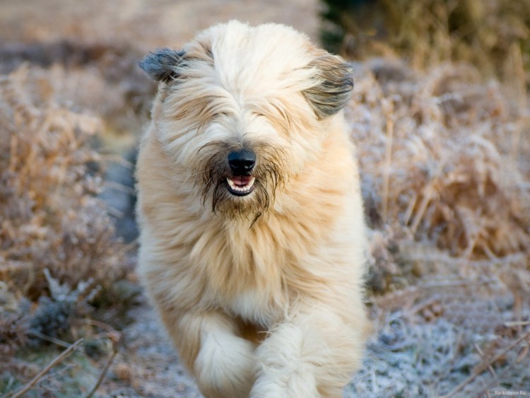 Староанглийская овчарка