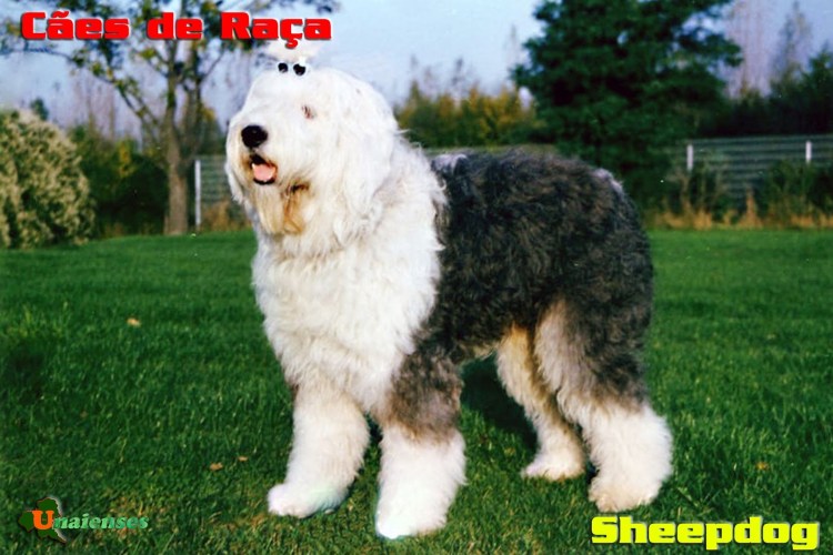 Пастушья собака бобтейл