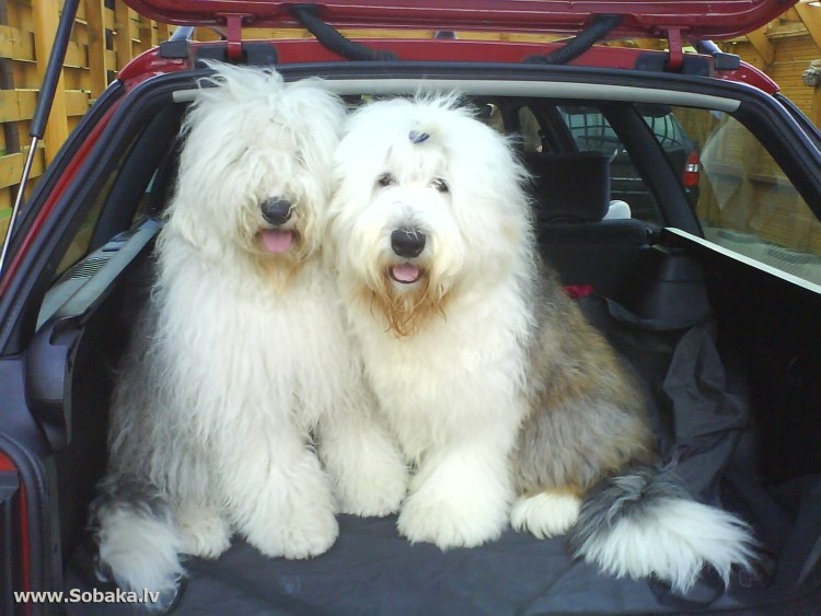 Барбет терьер