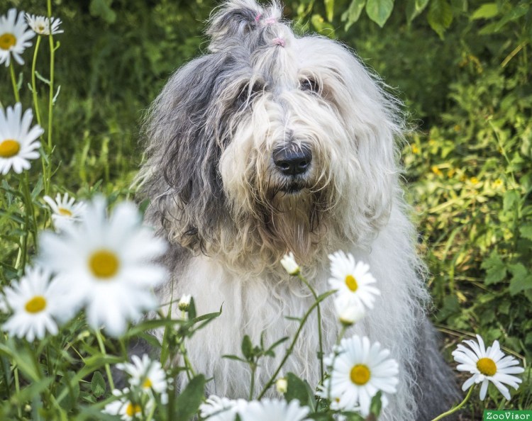 Собака староанглийская овчарка