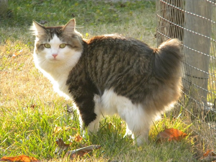 Большая лохматая собака