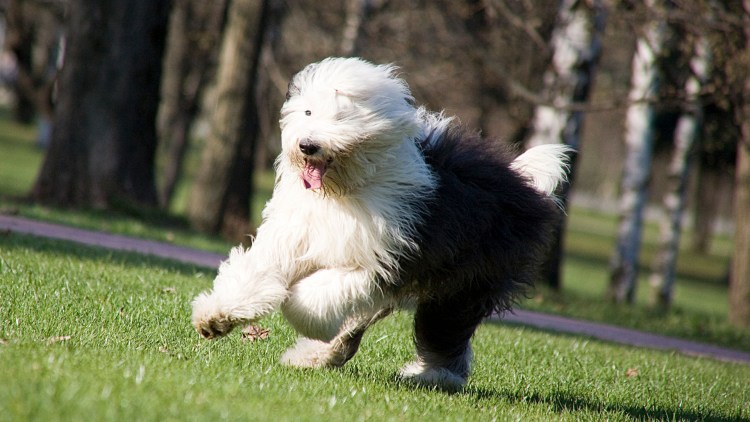 Староанглийская пастушья овчарка