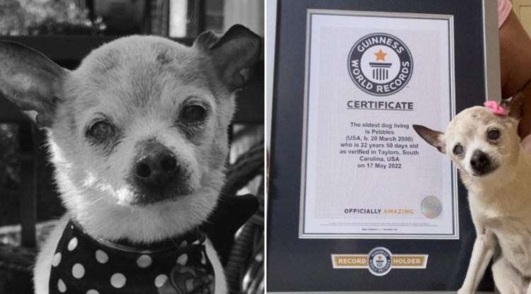 Французская овчарка Бриар