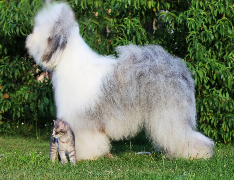 Бобтейл собака