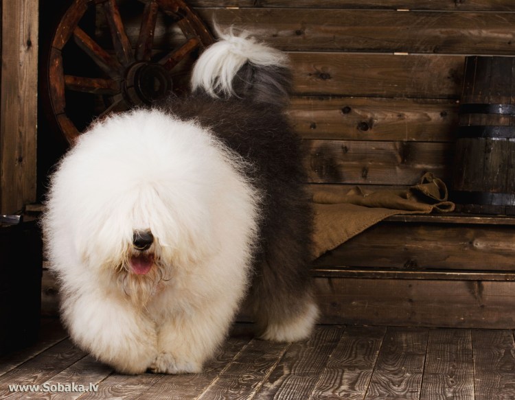 Бобтейл собака грязный