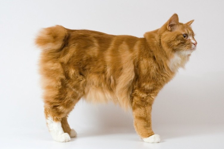 Бобс собака