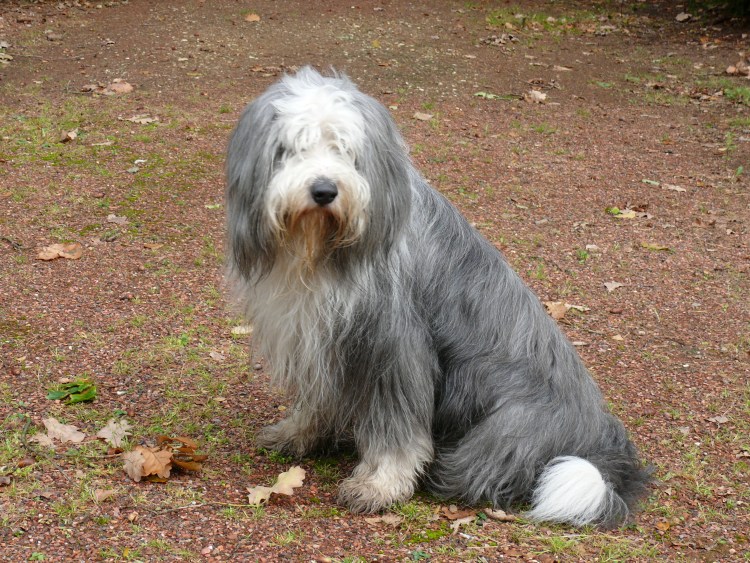 Староанглийская овчарка