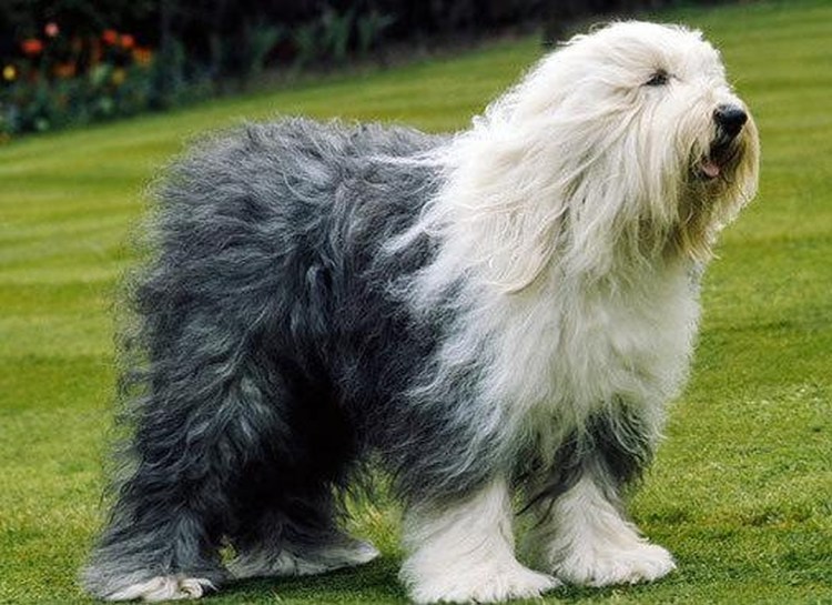 Бобтейл собака