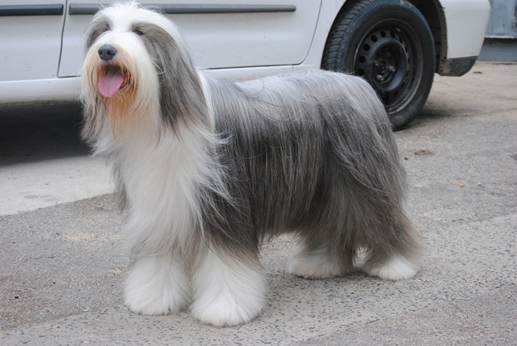 Бобтейл овчарка