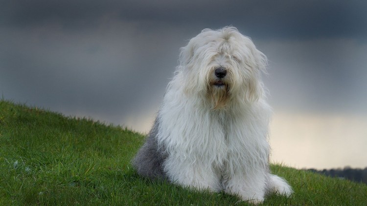 Бобтейл собака