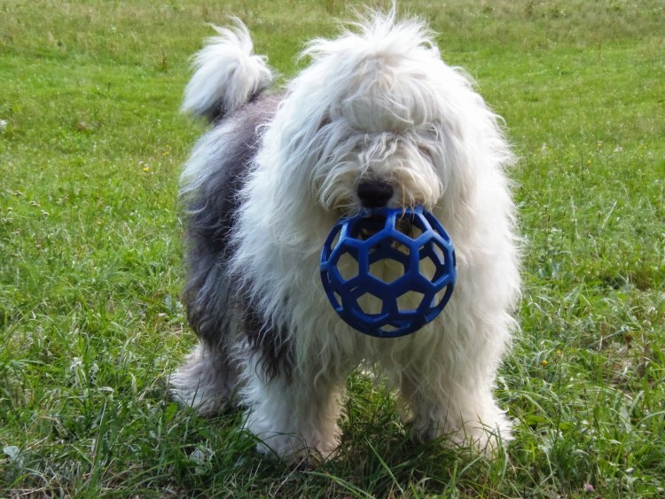 Староанглийская овчарка