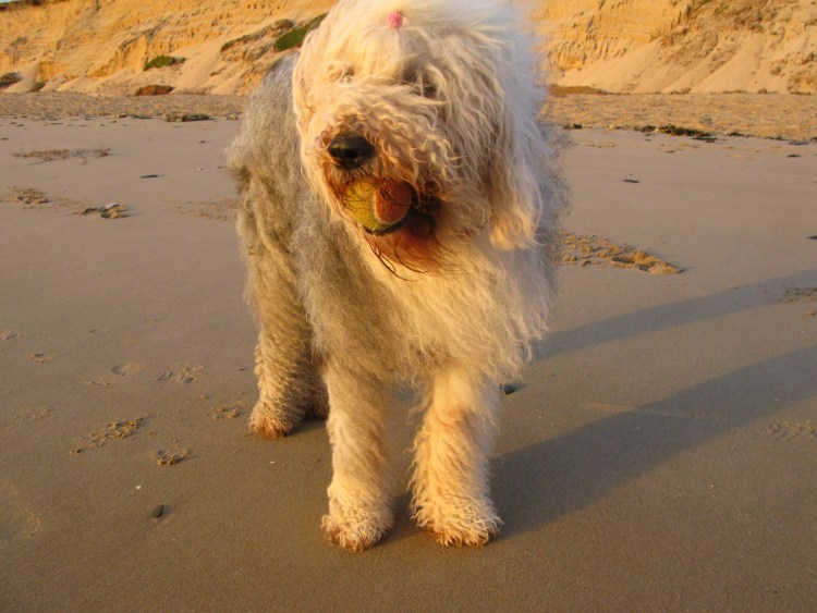 Бобтейл собака