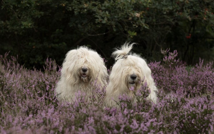 Бобтейл черный собака