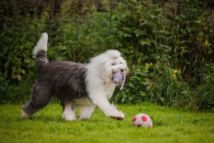 Бородатый колли