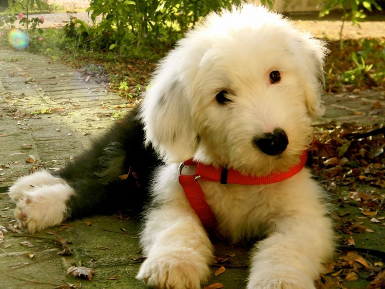 Бобтейл собака