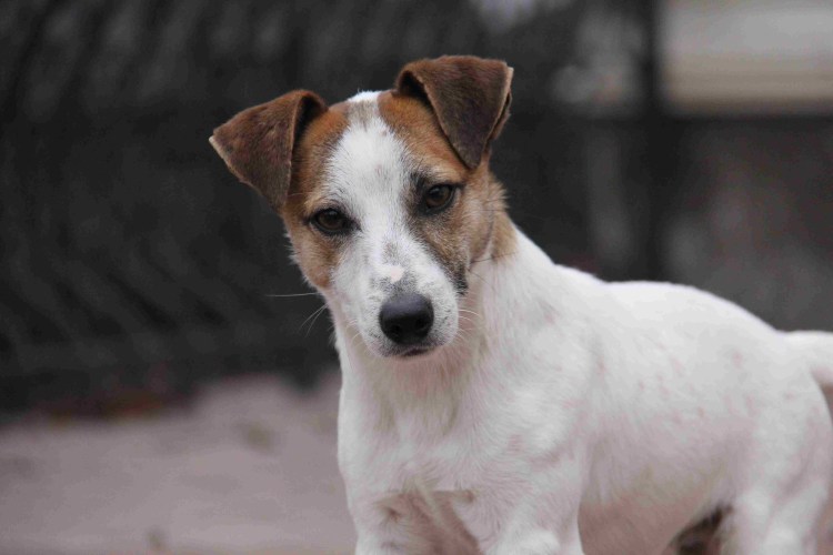 Метис Рассел терьера