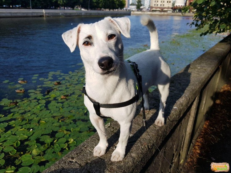 Такса и Джек Рассел