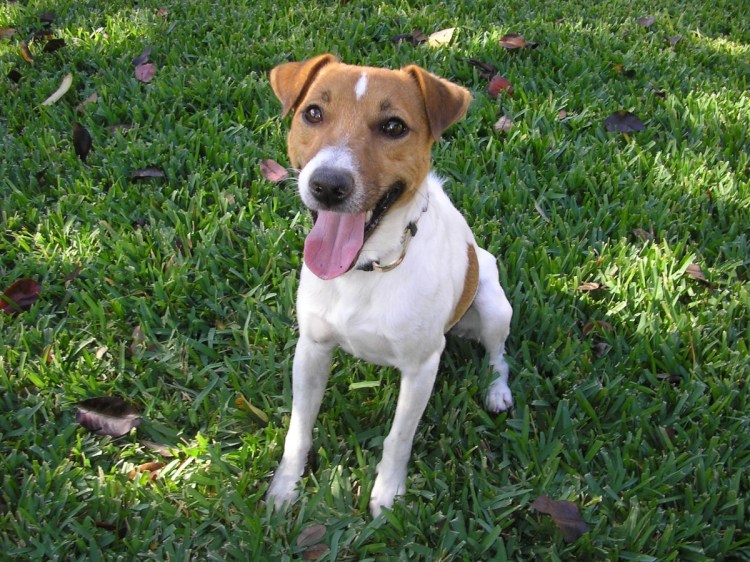Джек Рассел помесь с дворнягой