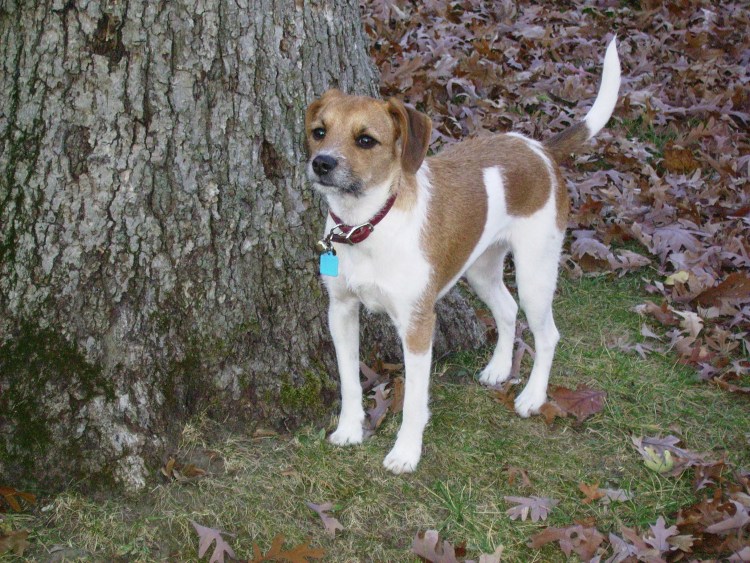 Смесь Джек Рассела и дворняги