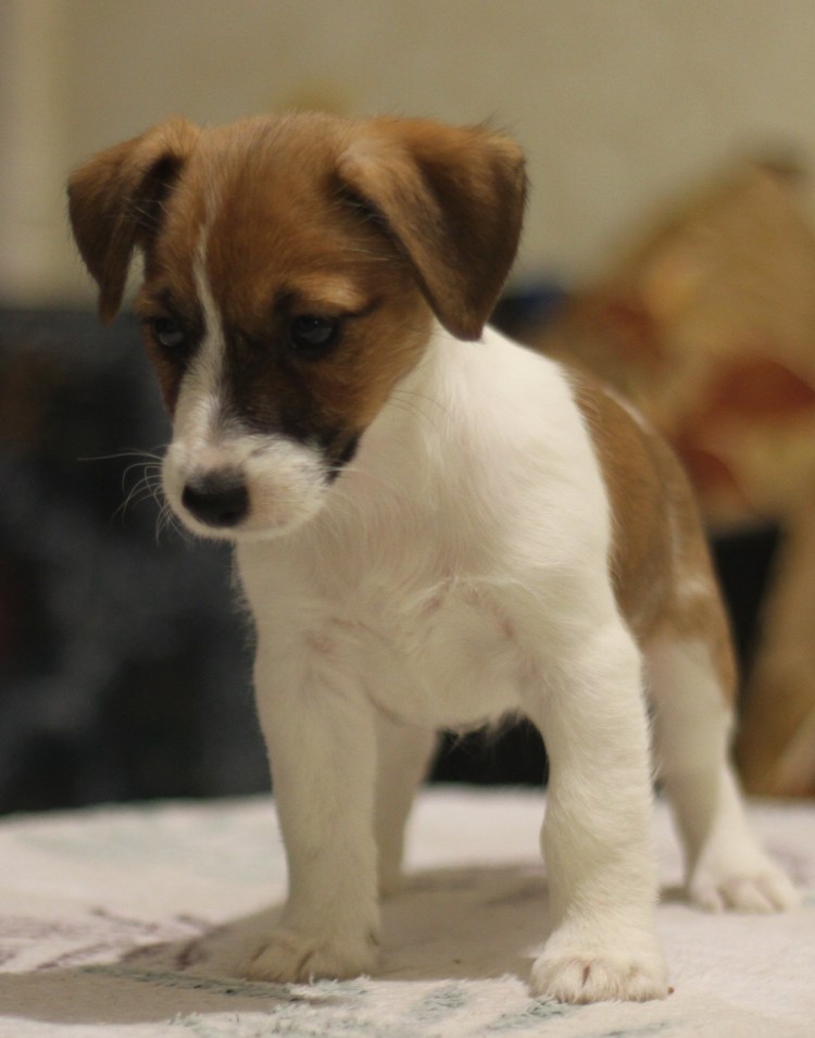 Джек Рассел полукровка