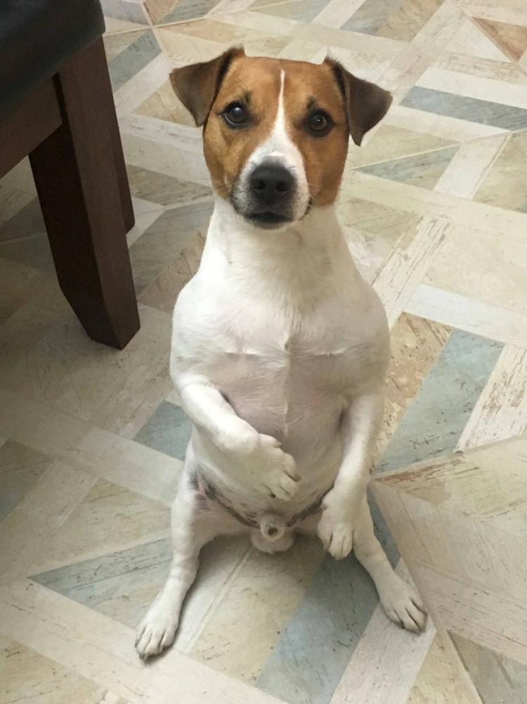 Джек Парсон терьер