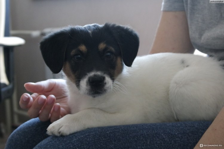 Тип Робинсон собака