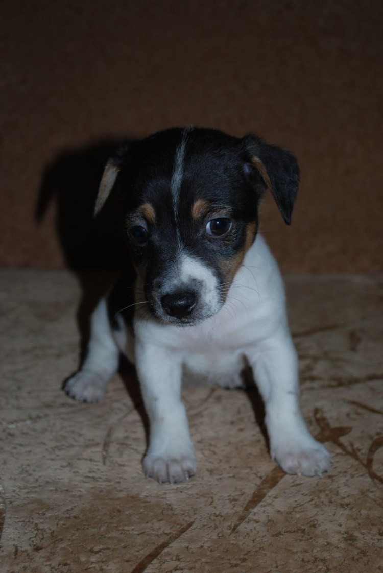 Метисы Джек Рассел терьера