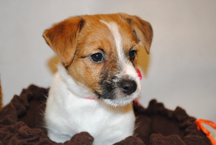 Помесь корги и дворняги