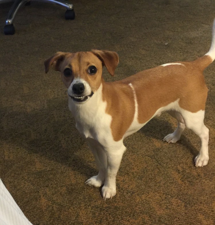 Бордер Джек Рассел