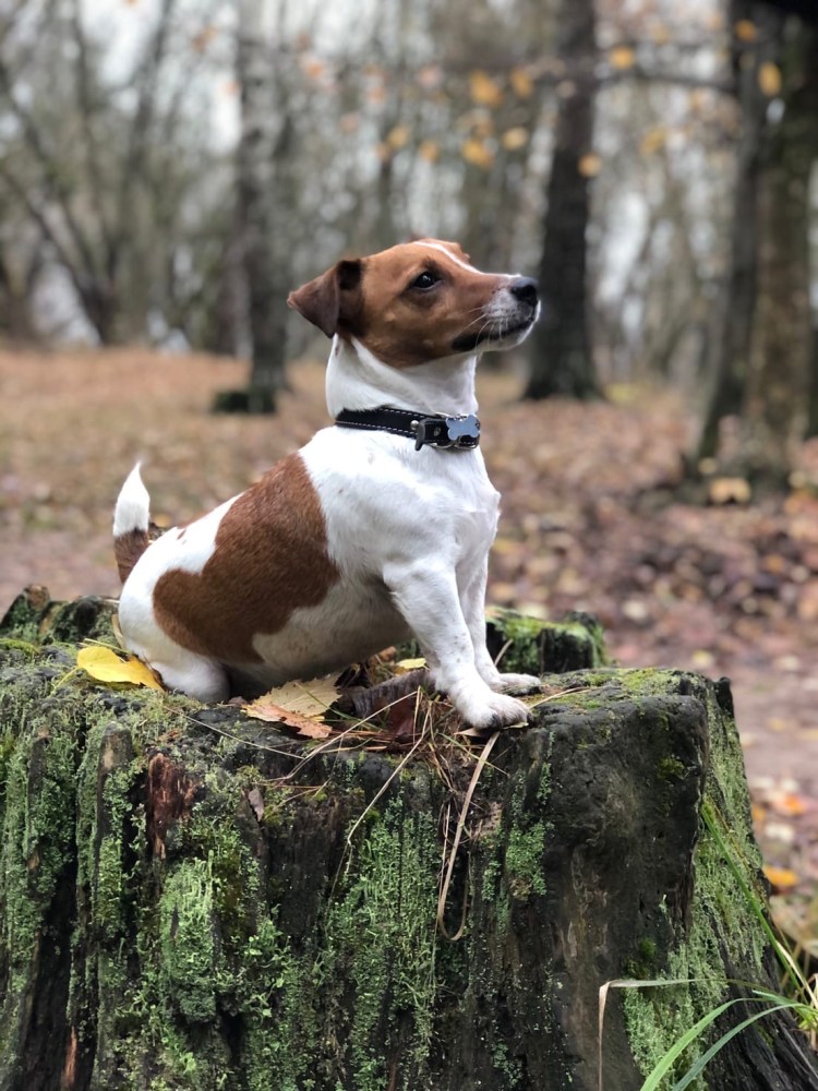 Метис Джек Рассела и шпица