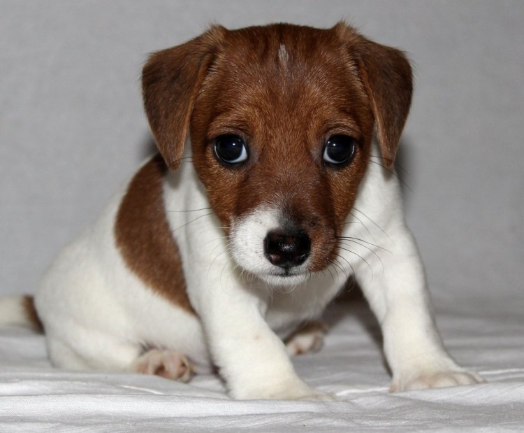 Метис Рассел терьера