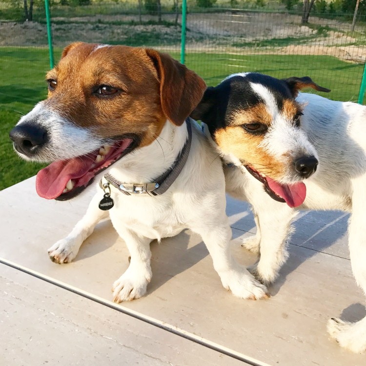 Помесь Джек Рассела и дворняжки