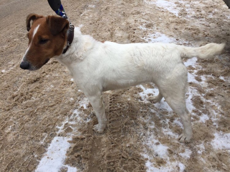 Метис Рассел терьера