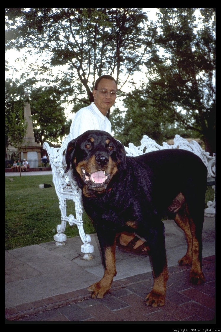 Самый большой ротвейлер с человеком