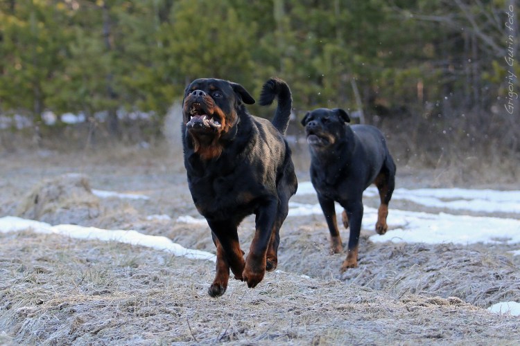 Стая собак ротвейлер