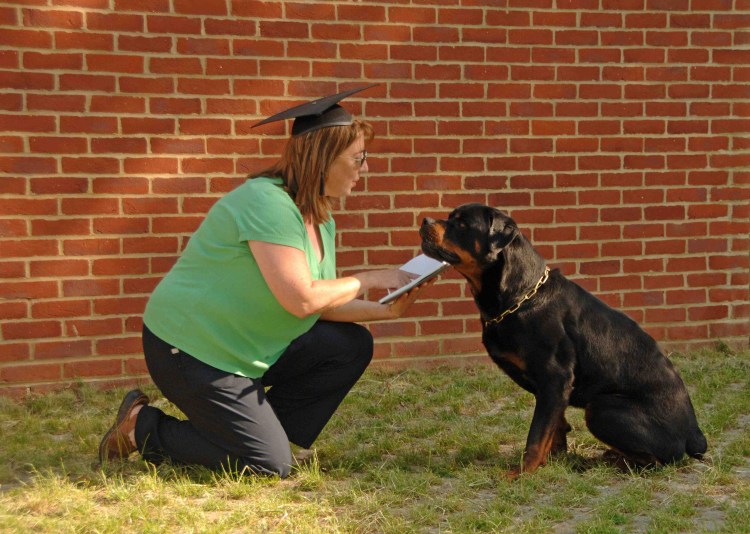 Ротвейлер возле человека