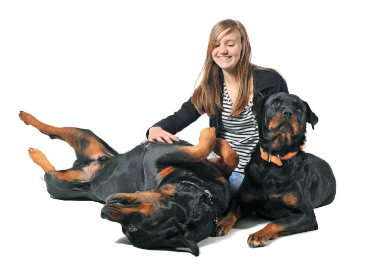 Блондинка с ротвейлером