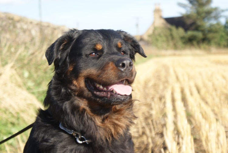 Ротвейлер рядом с хозяином