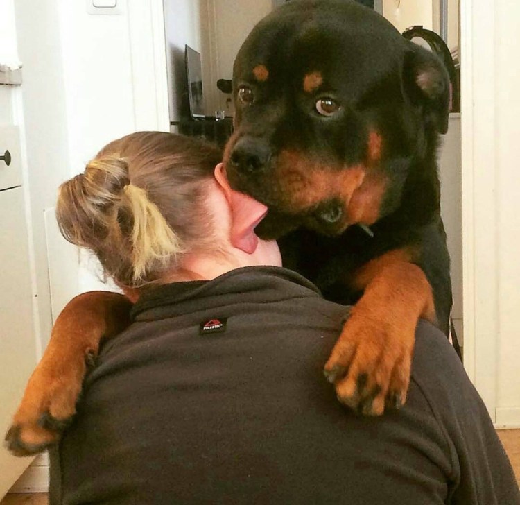 Блондинка с ротвейлером